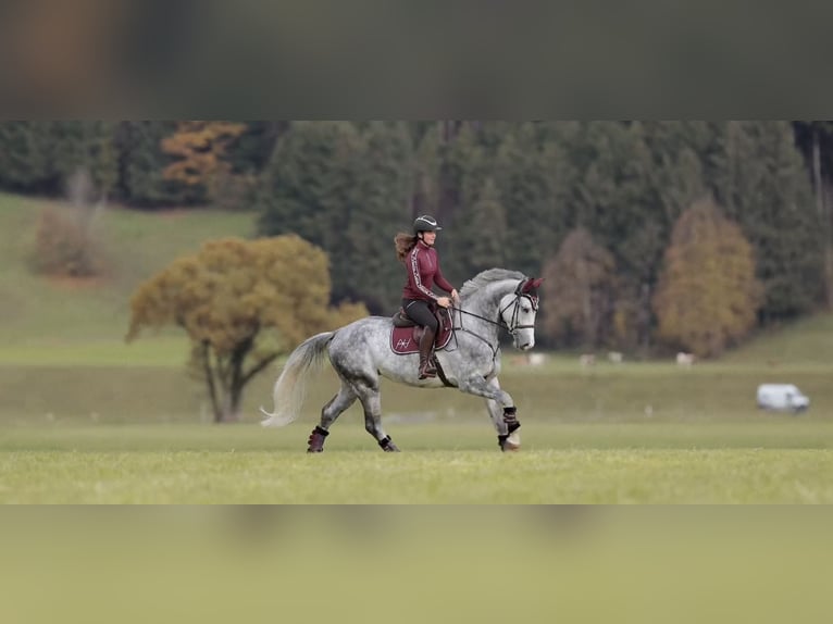 Anglo European Studbook Wałach 5 lat 173 cm Siwa jabłkowita in Schlins