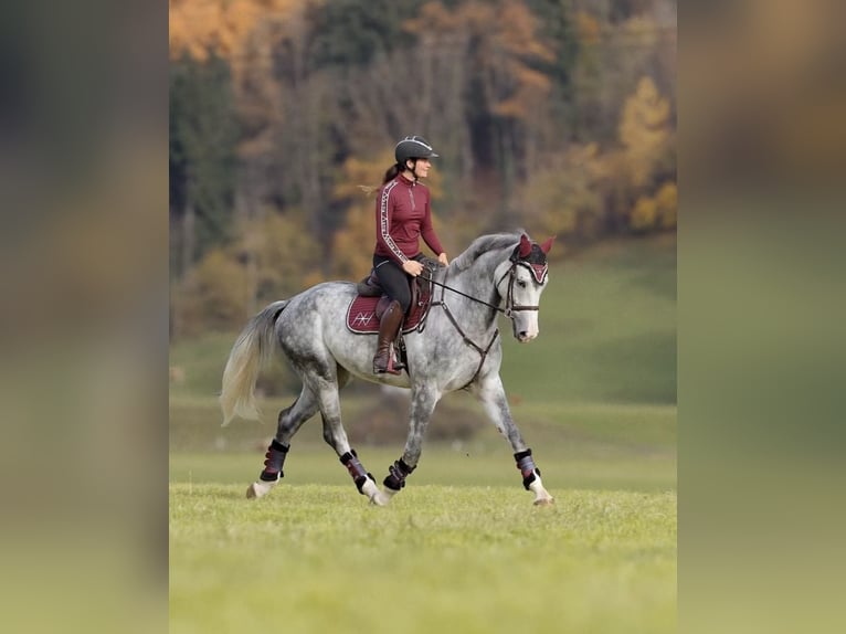 Anglo European Studbook Wałach 5 lat 173 cm Siwa jabłkowita in Schlins