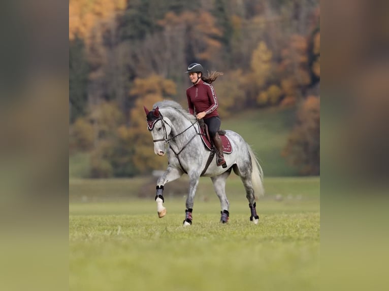 Anglo European Studbook Wałach 5 lat 173 cm Siwa jabłkowita in Schlins