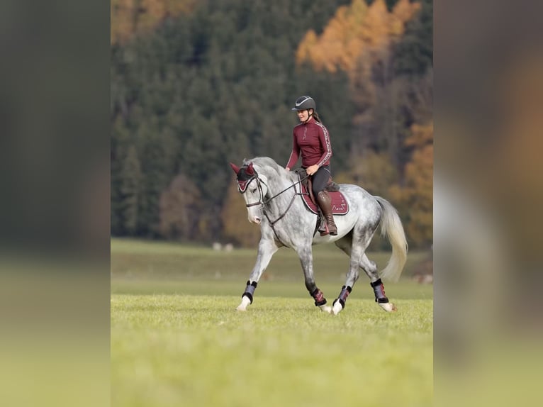 Anglo European Studbook Wałach 5 lat 173 cm Siwa jabłkowita in Schlins