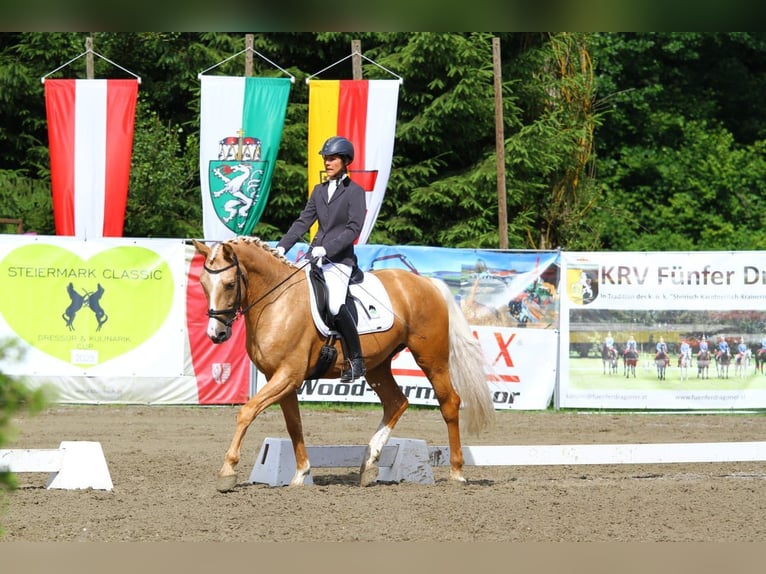 Anglo European Studbook Wałach 7 lat 165 cm Izabelowata in Gralla