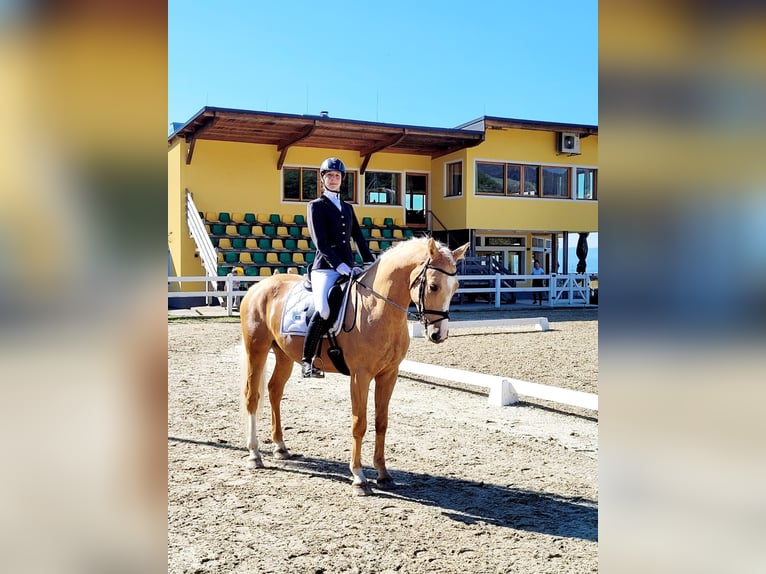 Anglo European Studbook Wałach 7 lat 165 cm Izabelowata in Gralla