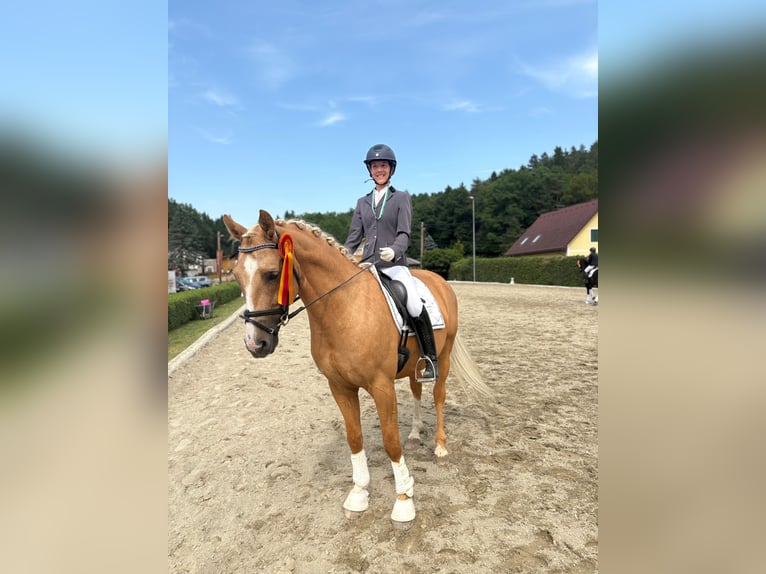 Anglo European Studbook Wałach 7 lat 165 cm Izabelowata in Gralla