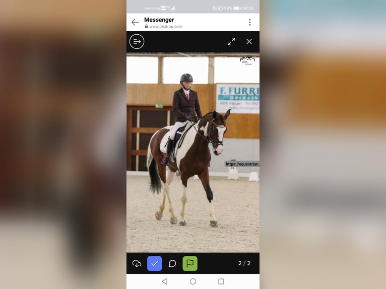 Anglo European Studbook Wałach 7 lat 167 cm Srokata in Oberdiessbach