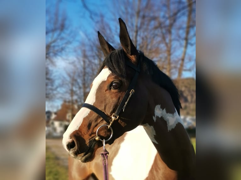 Anglo European Studbook Wałach 7 lat 167 cm Srokata in Oberdiessbach