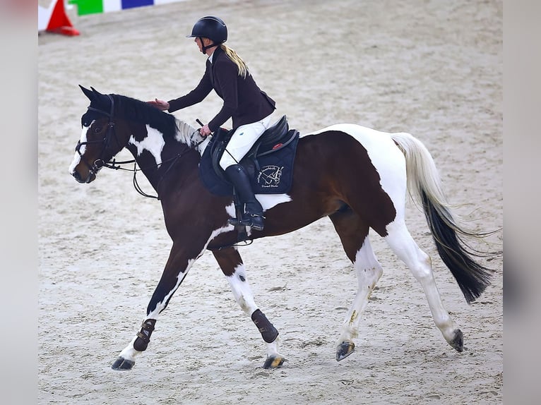 Anglo European Studbook Wałach 7 lat 167 cm Srokata in Oberdiessbach