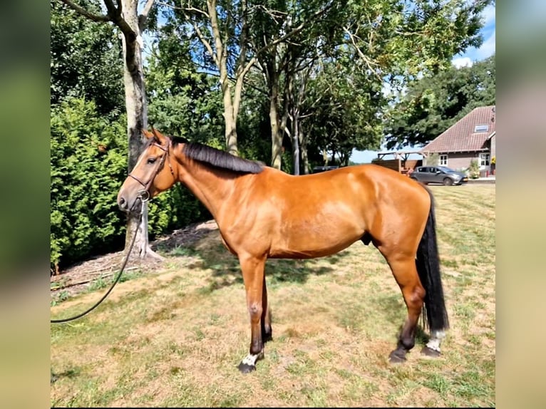 Anglo European Studbook Wałach 7 lat 174 cm Gniada in Ysselsteyn