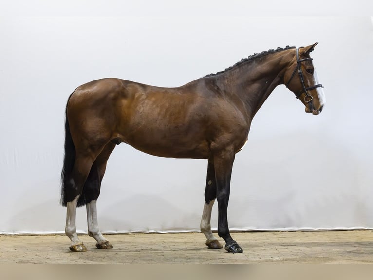 Anglo European Studbook Wałach 8 lat 162 cm  in Waddinxveen