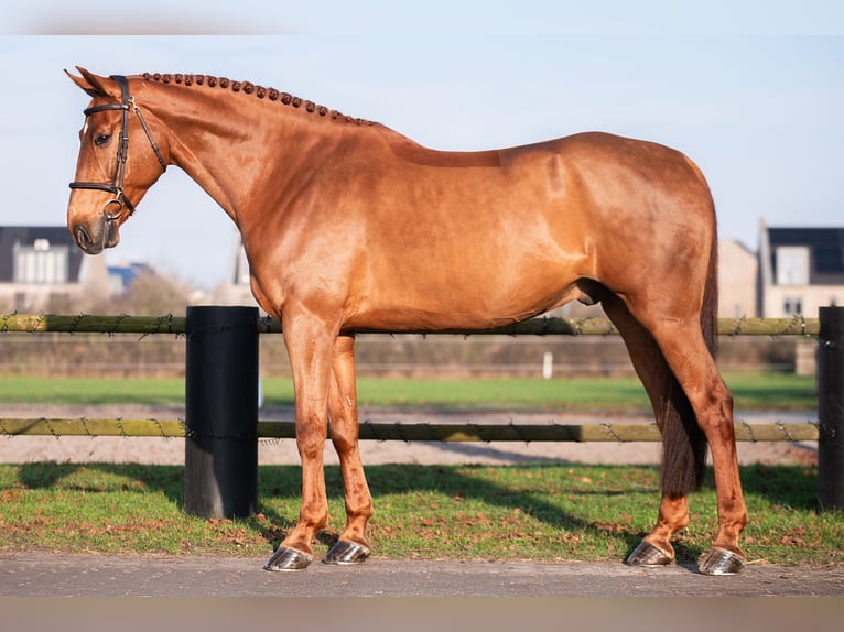 Anglo European Studbook Wałach 9 lat 173 cm Kasztanowata in Tilburg