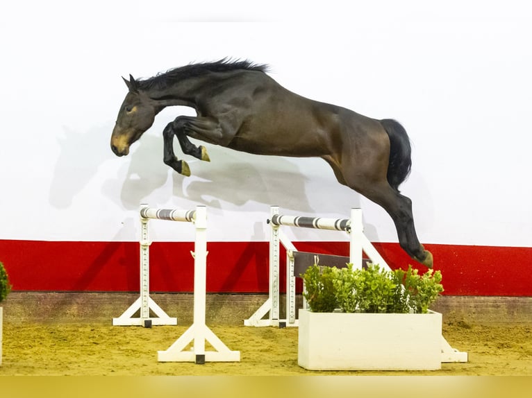 Anglo European Studbook Wałach 3 lat 170 cm Ciemnogniada in Waddinxveen