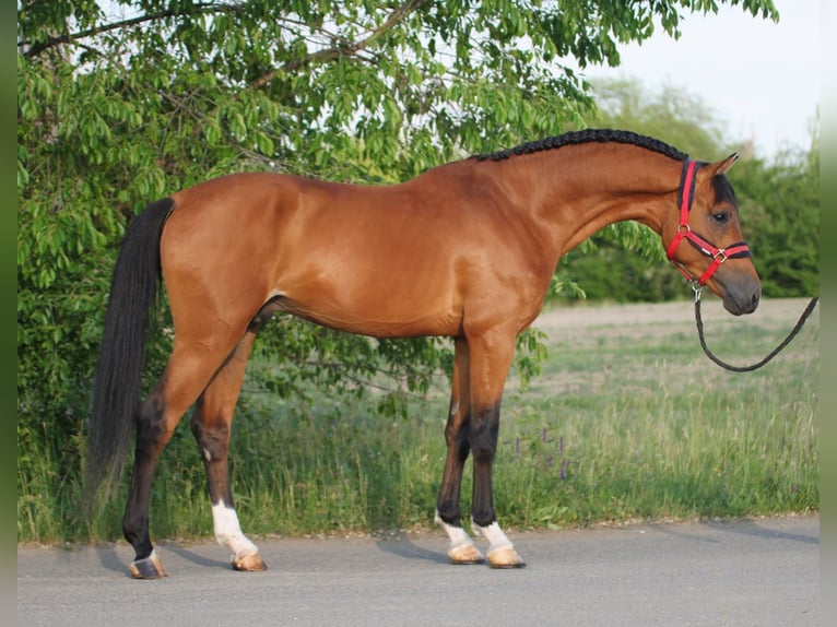 Anglo European Studbook Wałach 6 lat 168 cm Gniada in Baracs