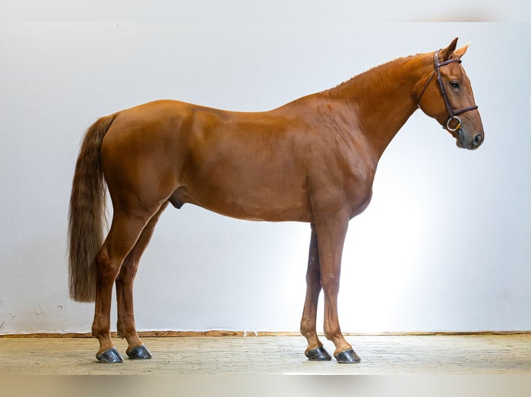 Anglo European Studbook Wallach 10 Jahre 168 cm Dunkelfuchs in Waddinxveen