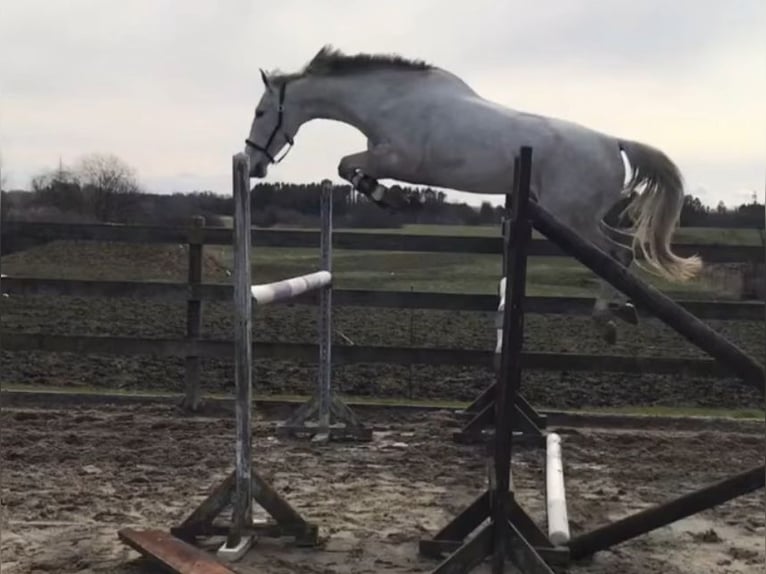 Anglo European Studbook Wallach 10 Jahre 169 cm White in Limhamn