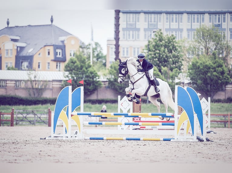 Anglo European Studbook Wallach 10 Jahre 169 cm White in Limhamn