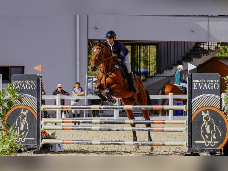 Anglo European Studbook Wallach 10 Jahre 175 cm Rotbrauner in Zagreb