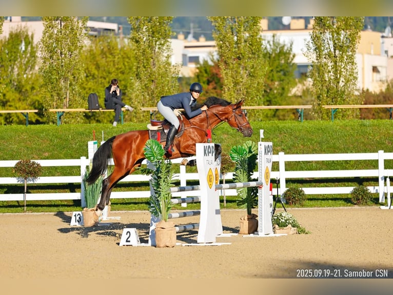 Anglo European Studbook Wallach 10 Jahre 175 cm Rotbrauner in Zagreb
