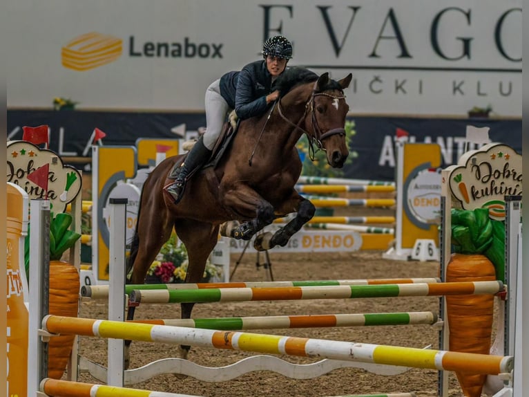 Anglo European Studbook Wallach 10 Jahre 175 cm Rotbrauner in Zagreb