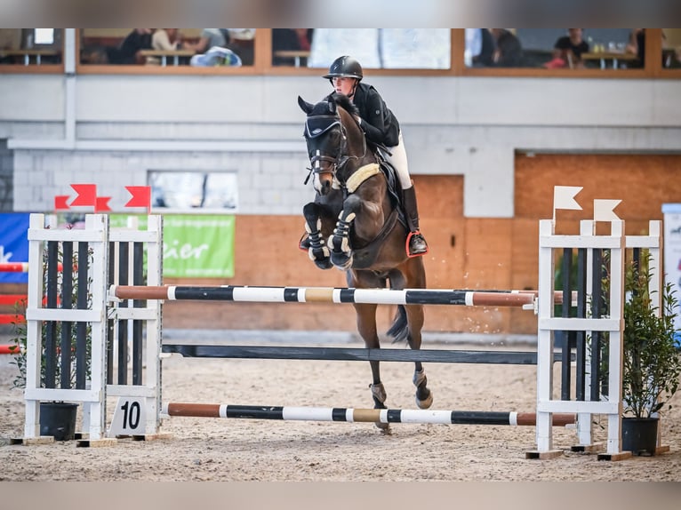 Anglo European Studbook Wallach 11 Jahre 170 cm Dunkelbrauner in Grub SG