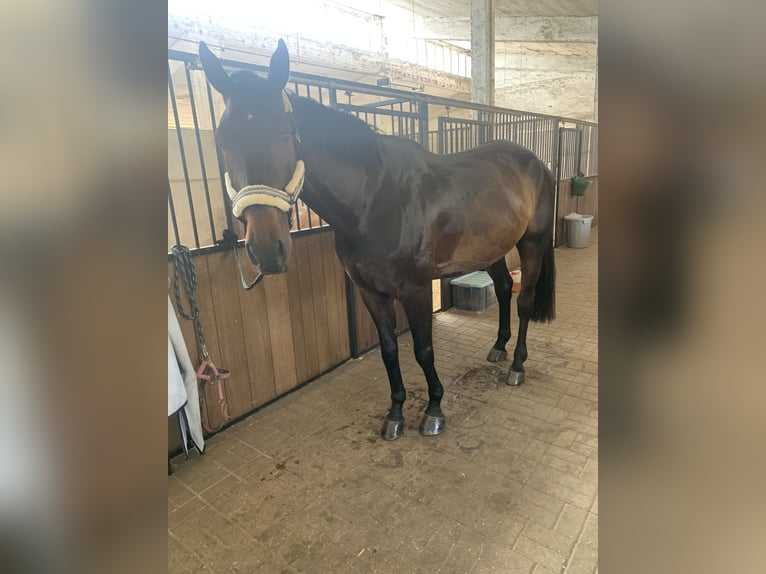 Anglo European Studbook Wallach 11 Jahre 172 cm Dunkelbrauner in Kindelbr&#xFC;ck