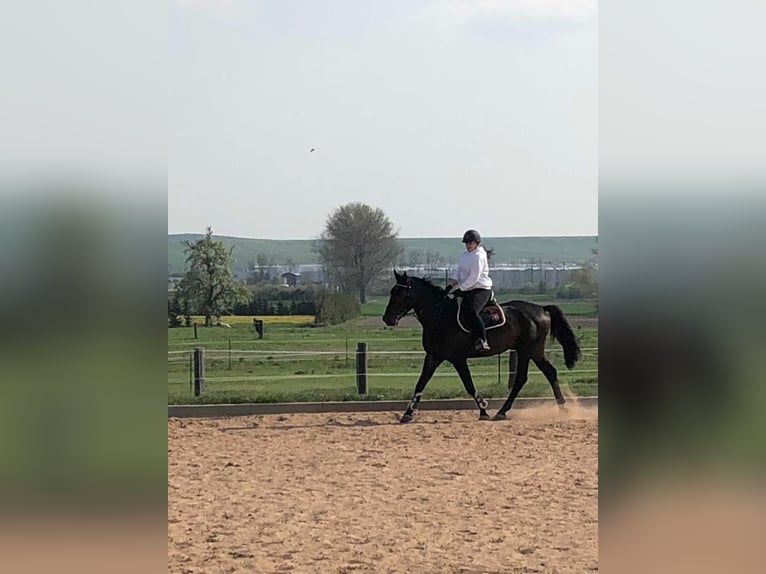 Anglo European Studbook Wallach 11 Jahre 172 cm Dunkelbrauner in Kindelbr&#xFC;ck