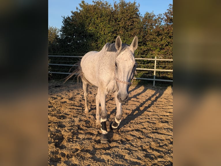 Anglo European Studbook Wallach 11 Jahre 176 cm Fliegenschimmel in Ranshofen