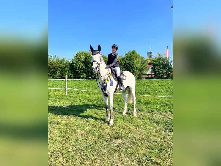 Anglo European Studbook Wallach 11 Jahre 176 cm Fliegenschimmel in Ranshofen