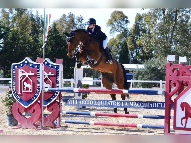 Anglo European Studbook Wallach 12 Jahre 170 cm Dunkelbrauner in roma