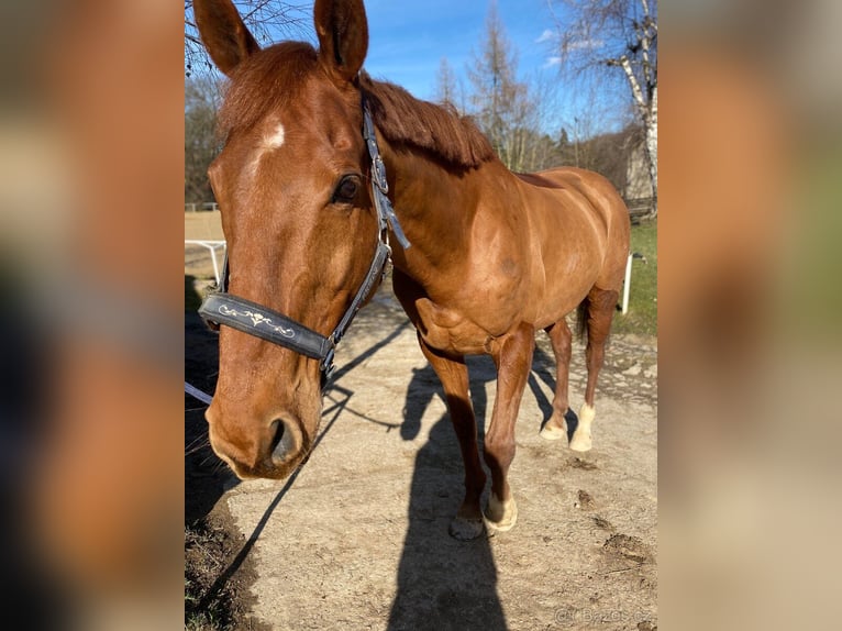 Anglo European Studbook Wallach 15 Jahre 168 cm Dunkelfuchs in Svojetice