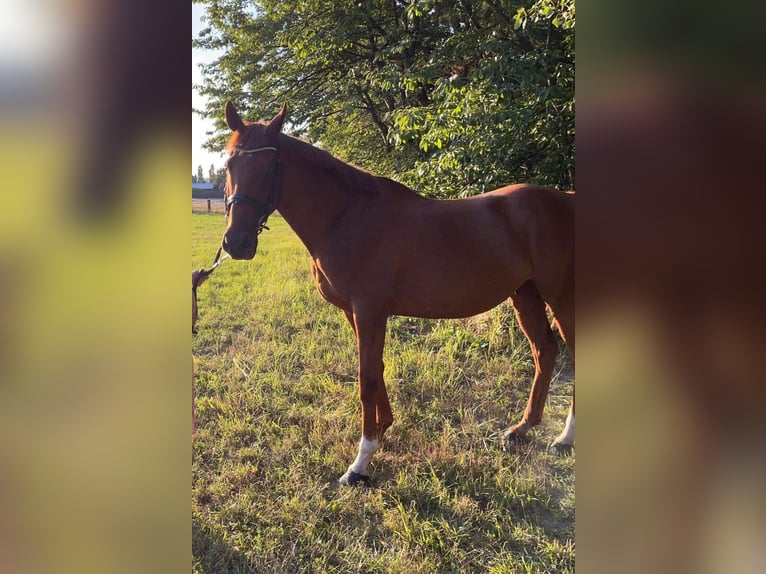 Anglo European Studbook Wallach 15 Jahre 168 cm Dunkelfuchs in Svojetice