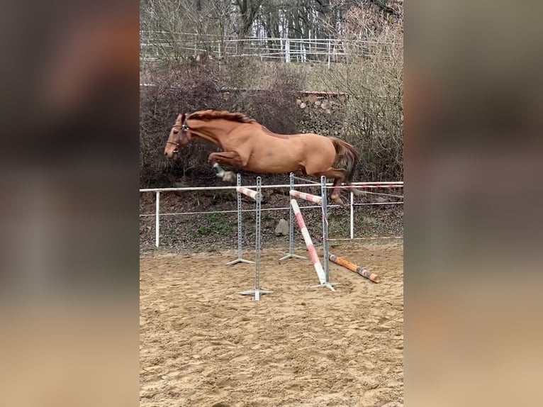 Anglo European Studbook Wallach 15 Jahre 168 cm Dunkelfuchs in Svojetice