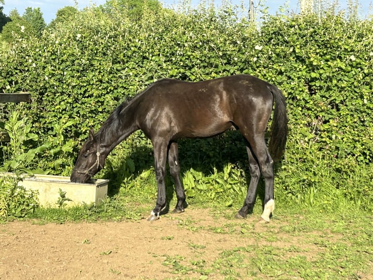 Anglo European Studbook Wallach 1 Jahr 163 cm Rappe in Dursley