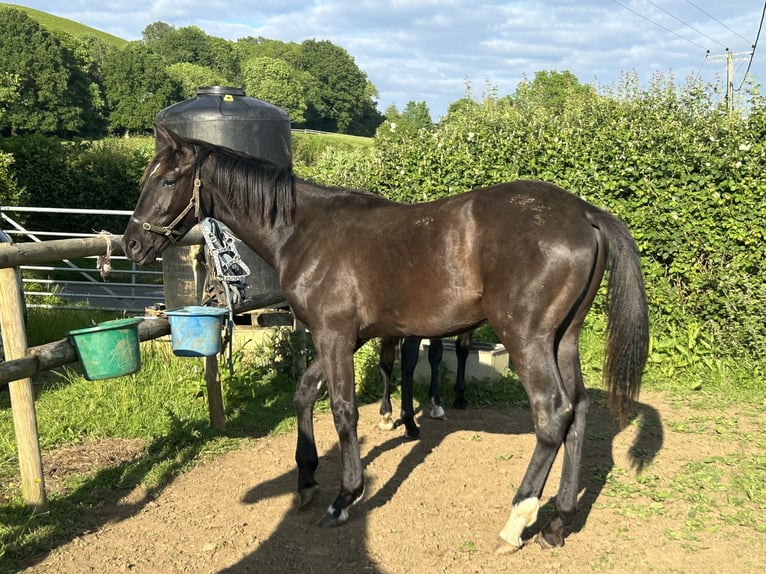 Anglo European Studbook Wallach 1 Jahr 163 cm Rappe in Dursley