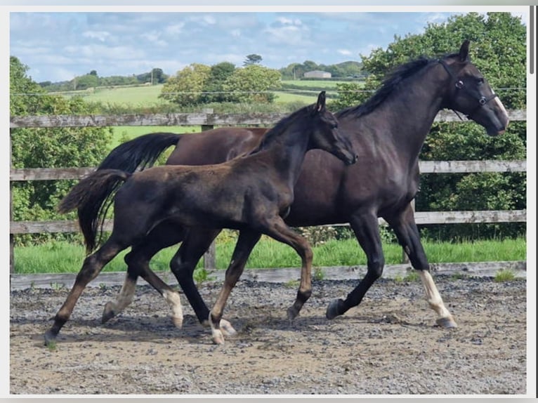 Anglo European Studbook Wallach 1 Jahr 163 cm Rappe in Dursley