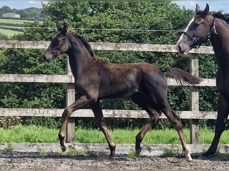 Anglo European Studbook Wallach 1 Jahr 163 cm Rappe in Dursley