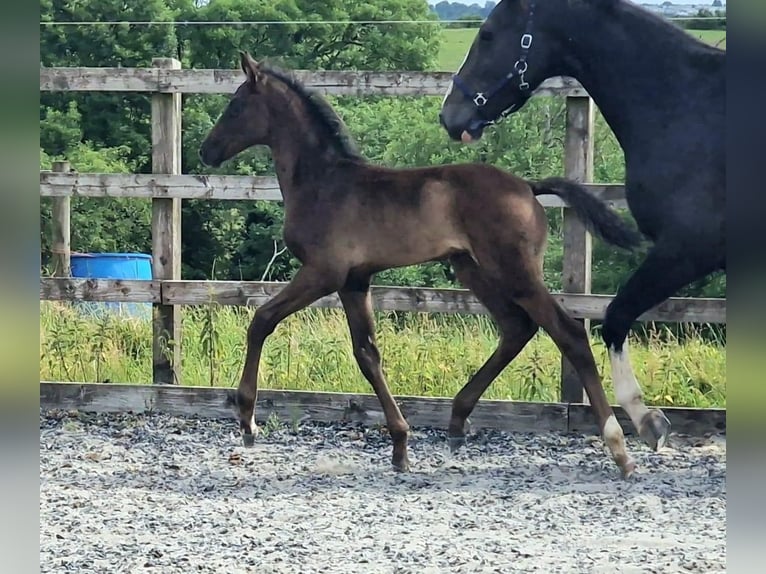 Anglo European Studbook Wallach 1 Jahr 163 cm Rappe in Dursley