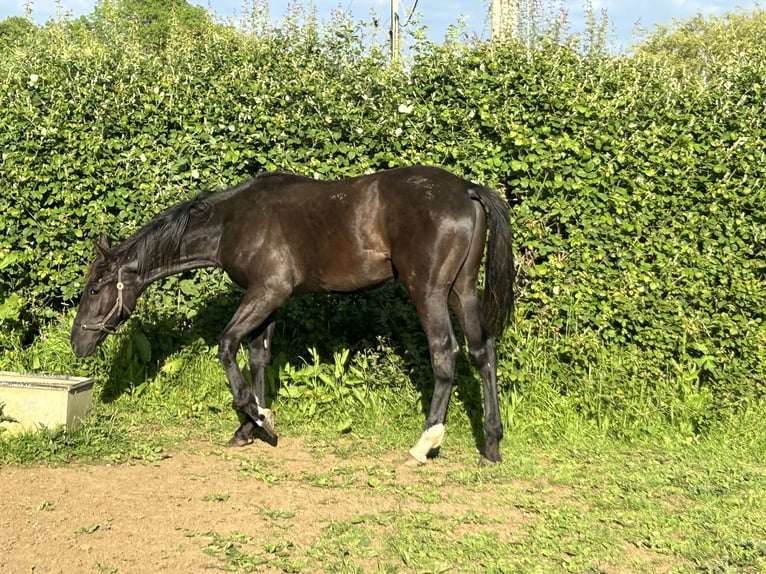 Anglo European Studbook Wallach 1 Jahr 163 cm Rappe in Dursley