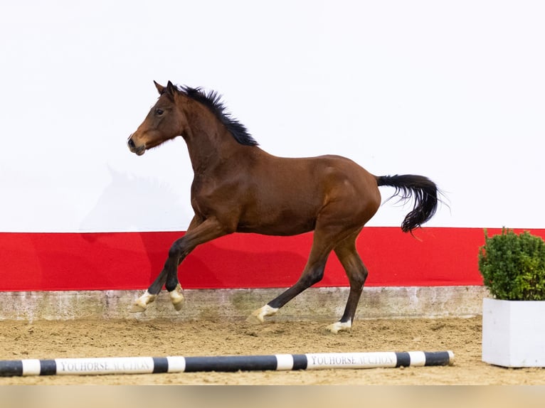 Anglo European Studbook Wallach 2 Jahre 150 cm Brauner in Waddinxveen