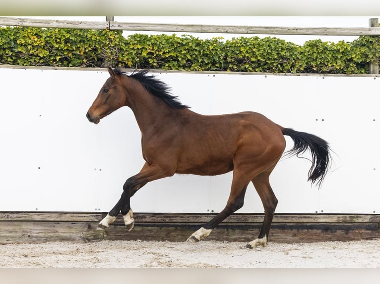 Anglo European Studbook Wallach 2 Jahre 153 cm Brauner in Waddinxveen