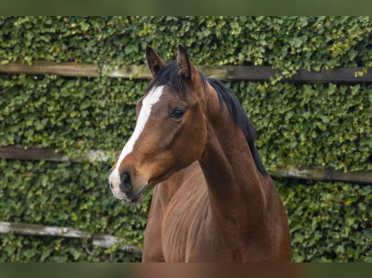 Anglo European Studbook Wallach 2 Jahre 153 cm Brauner in Waddinxveen