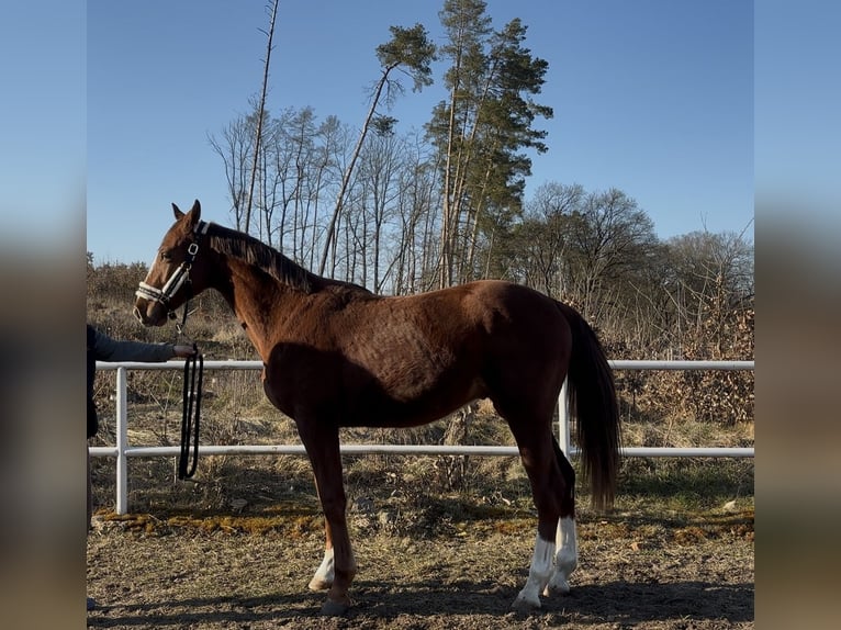 Anglo European Studbook Wallach 2 Jahre 158 cm Fuchs in Strzeszyn
