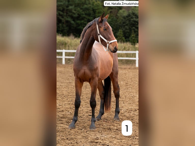 Anglo European Studbook Wallach 2 Jahre 167 cm Fuchs in Warzenko