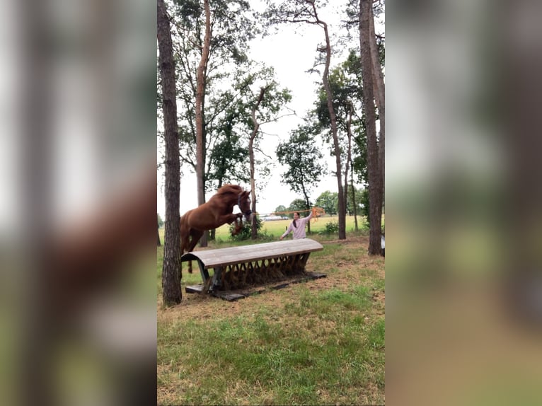 Anglo European Studbook Wallach 3 Jahre 153 cm Fuchs in Lille