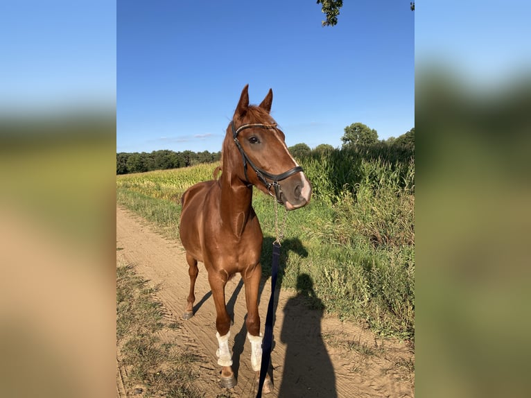Anglo European Studbook Wallach 3 Jahre 153 cm Fuchs in Lille