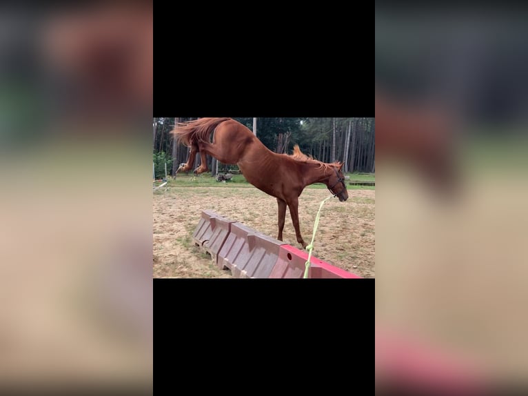 Anglo European Studbook Wallach 3 Jahre 153 cm Fuchs in Lille