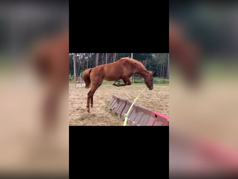 Anglo European Studbook Wallach 3 Jahre 153 cm Fuchs in Lille
