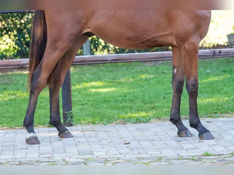 Anglo European Studbook Wallach 3 Jahre 160 cm Brauner in Veghel