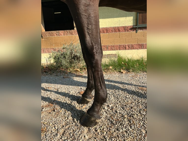 Anglo European Studbook Wallach 3 Jahre 163 cm Brauner in GROTE-BROGEL