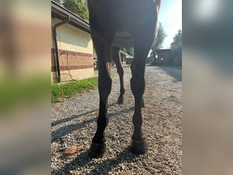 Anglo European Studbook Wallach 3 Jahre 163 cm Brauner in GROTE-BROGEL