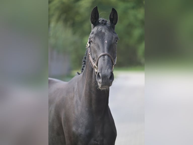 Anglo European Studbook Wallach 3 Jahre 164 cm Rappe in Zelle