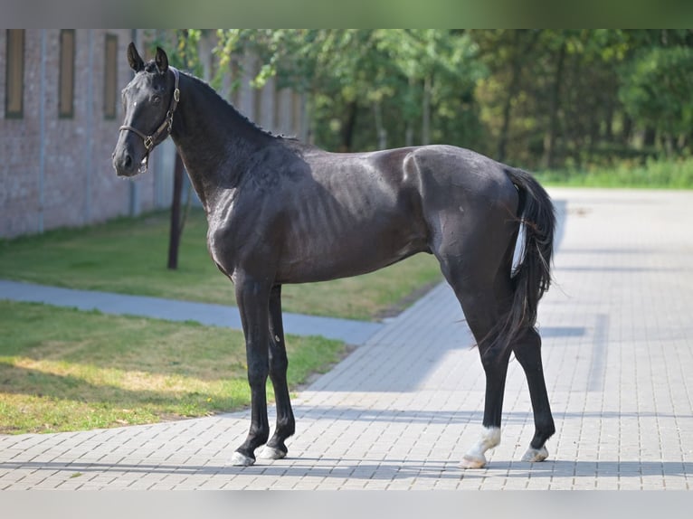 Anglo European Studbook Wallach 3 Jahre 164 cm Rappe in Zelle